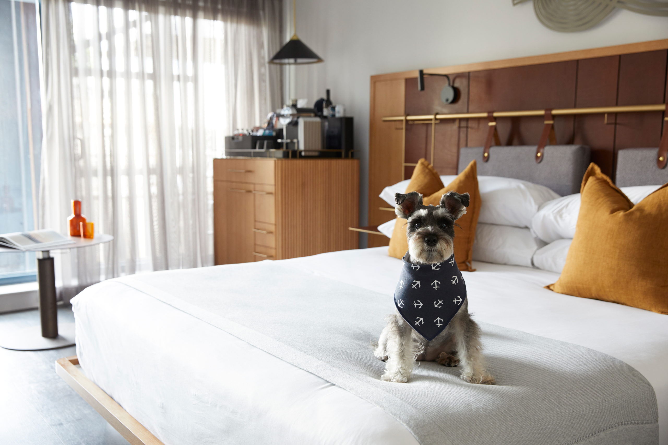 Dog Friendly Room Pier One Sydney Harbour